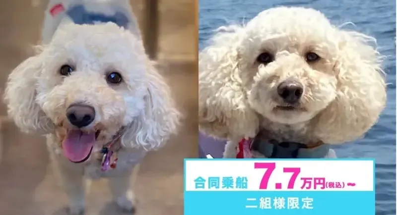 代理散骨